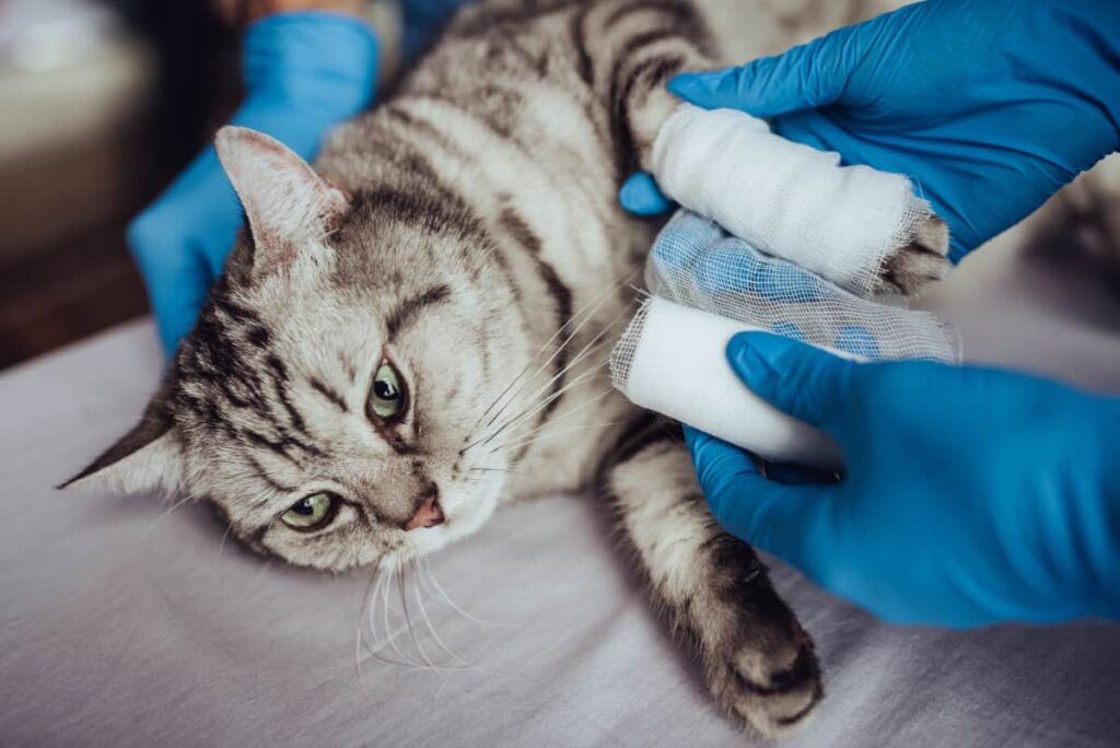 Bone Fractures In Cats – A Comprehensive Guide