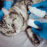 Bone Fractures In Cats – A Comprehensive Guide